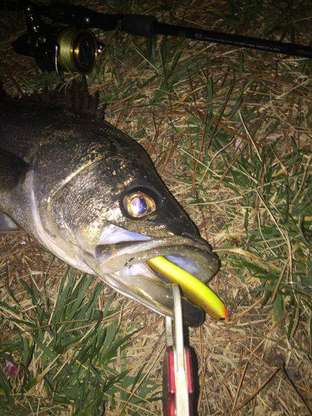 今季初シーバス